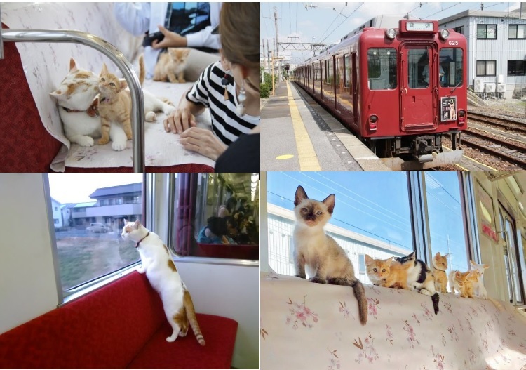 前回のねこカフェ列車の様子