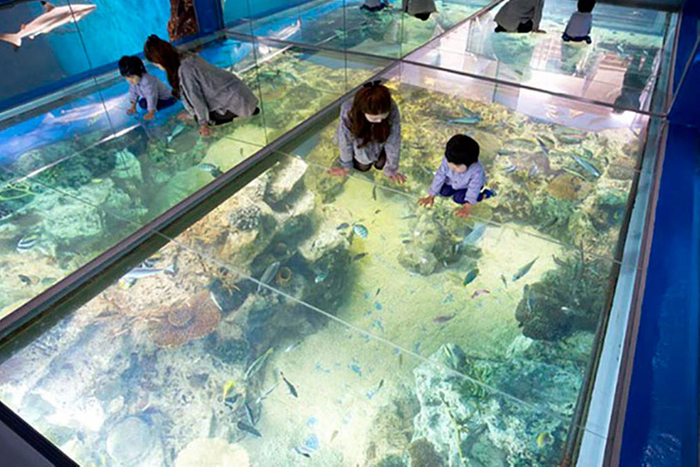 あわらから車で約10分の「越前松島水族館」は＜みて、ふれて、楽しく学べる＞がテーマの水族館で、生き物との距離が近い点が魅力です。ウミガメの餌やりなどふれあい体験も旅行の楽しい思い出に。