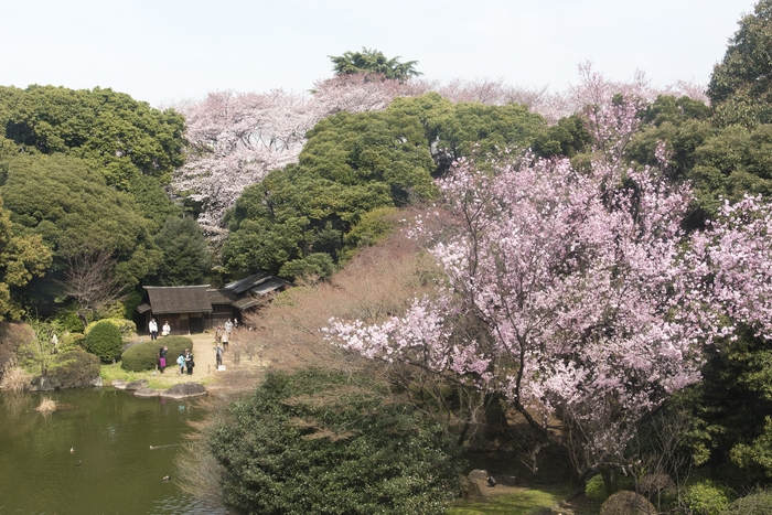 庭園風景　※写真はイメージです