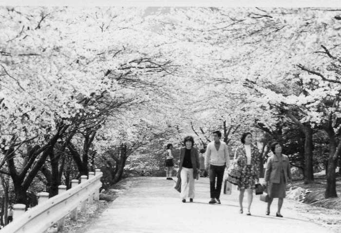 【かみね公園の桜並木（昭和40年代）】