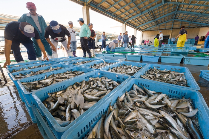 伊良湖魚市場