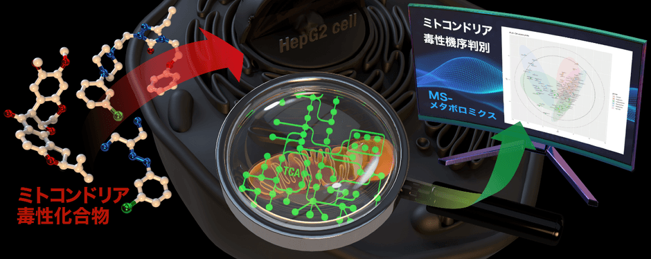 メタボローム解析と生物情報科学を用いたミトコンドリア毒性機序判別のイメージ図