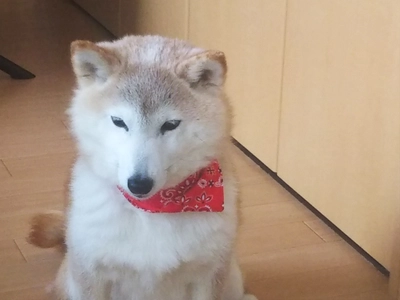 緑内障の愛犬・豆柴茶々を助けるための手術費を クラウドファンディングで支援募集！