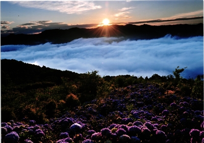 美の山 アジサイと雲海の風景イメージ