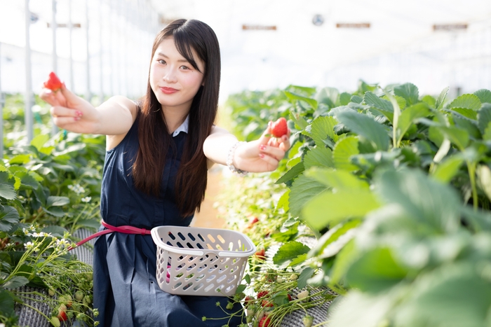 お子様もいちごが見つけやすい「土耕栽培」