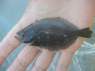 宮城県水産振興協会が次世代へ豊かな海を引き継ぐための 稚魚放流事業のクラウドファンディングを12月3日まで受付