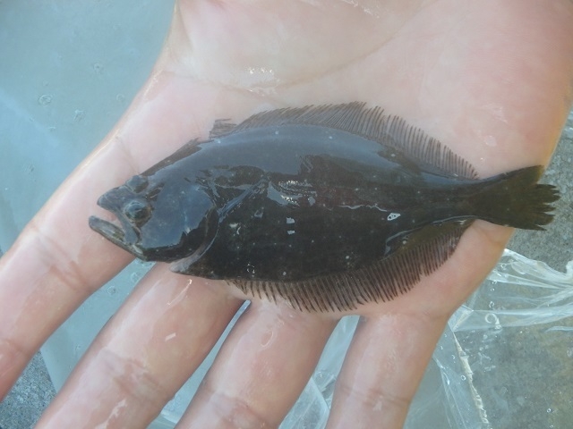 これから海に放流するヒラメの稚魚です。