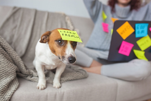 アクサダイレクトのペット保険の特徴をまとめています！
