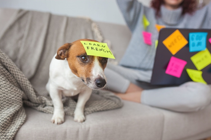 アクサダイレクトのペット保険の特徴をまとめています!