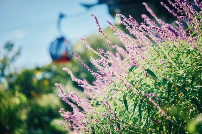 セージ_9月上旬～12月上旬