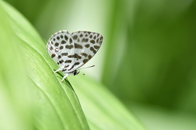 花の蜜が主食ではないゴイシシジミ。何を食べるのかな?
