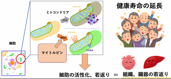 ミトコンドリアとマイトルビン