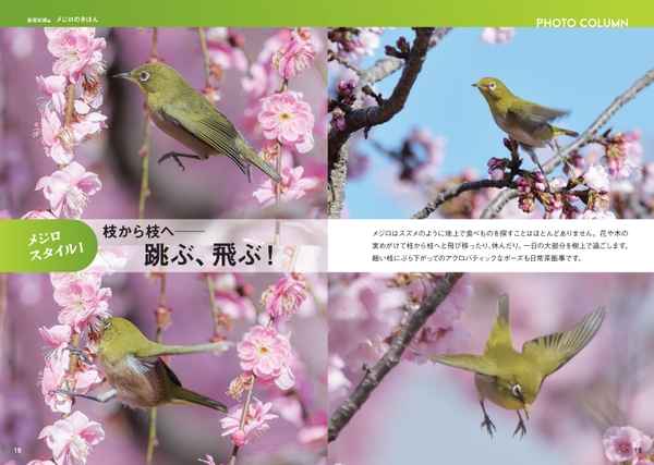 メジロスタイルⅠ　枝から枝へ──跳ぶ、飛ぶ！