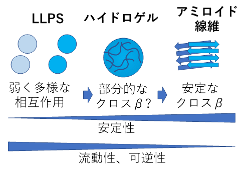 図1. 凝集のプロセス