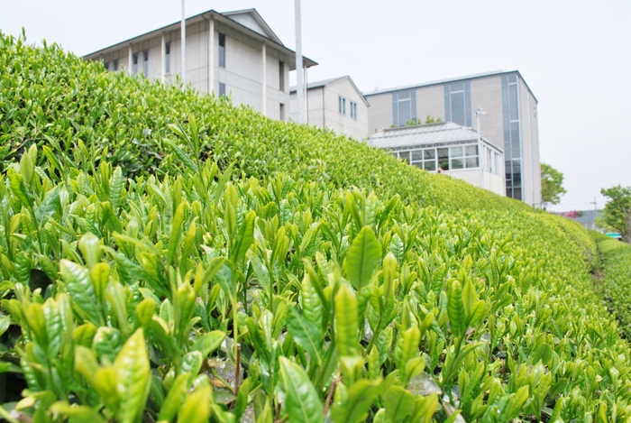 福寿園CHA遊学パークの茶園