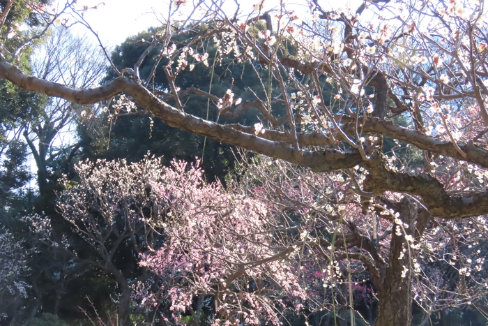 梅林（2月12日撮影）