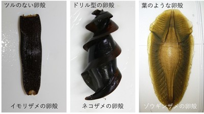 図4 軟骨魚類の多様な卵殻