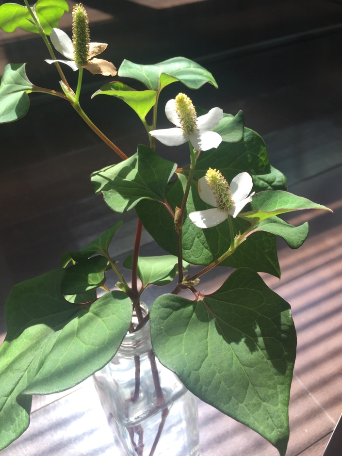 日本三大薬草・ドクダミ