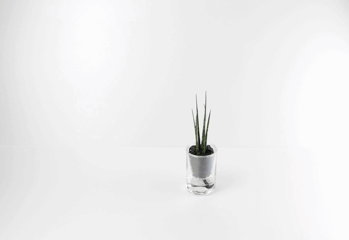 通常パッケージとギフトパッケージ