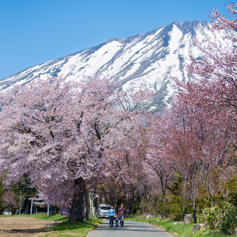 羊蹄山と桜が美しい(1)
