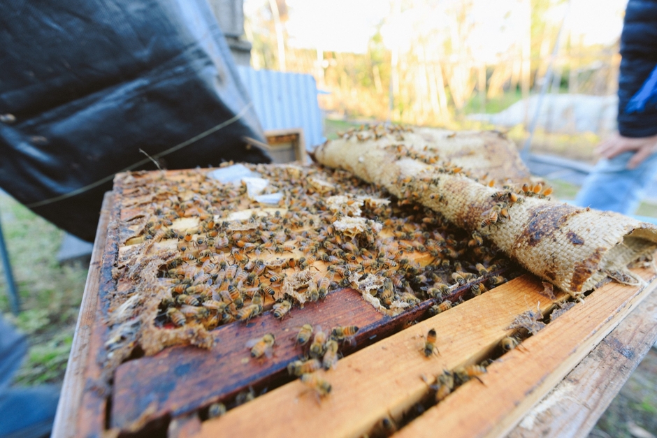 純国産・純天然・無加工の蜂蜜をつくる花園養蜂場(深谷市)©湯越慶太