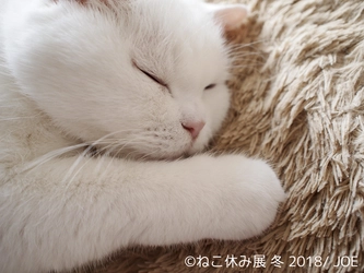 「ねこ休み展」2018年第一弾は1月26日～2月25日に開催！ 人気彫刻家“はしもとみお”とのコラボ作品など全350点以上