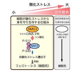 がん細胞が酸化ストレスから身を守り生存する仕組みを発見　～防御を断ち細胞死を促進する新たながん治療標的として期待～