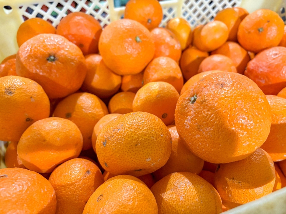 規格外品として選別された『津之輝』