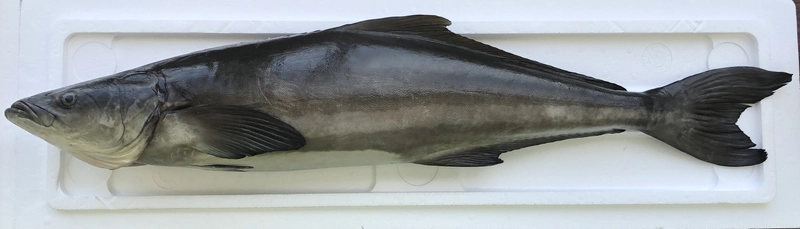 「SDGs」人工孵化による持続的で安定生産が可能な夢の魚　 沖縄の未来を創る「沖縄県産　琉球すぎ」を 2021年夏、株式会社太新が全国へ販売開始いたします
