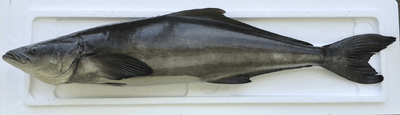 琉球すぎ原魚