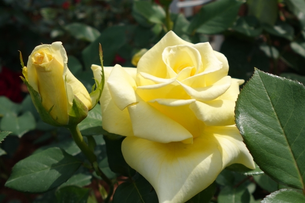 ヘルムット・シュミット（5/7撮影）