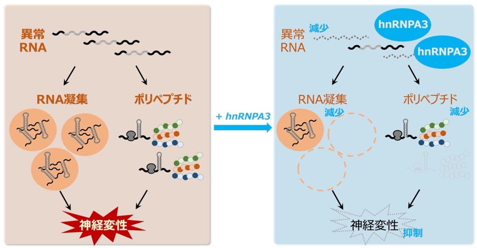 与え 筋萎縮性側索硬化症 ALS 診療ガイドライン2023 筋萎縮性側索硬化症(ALS)診療ガイドライン 2023 日本神経学会