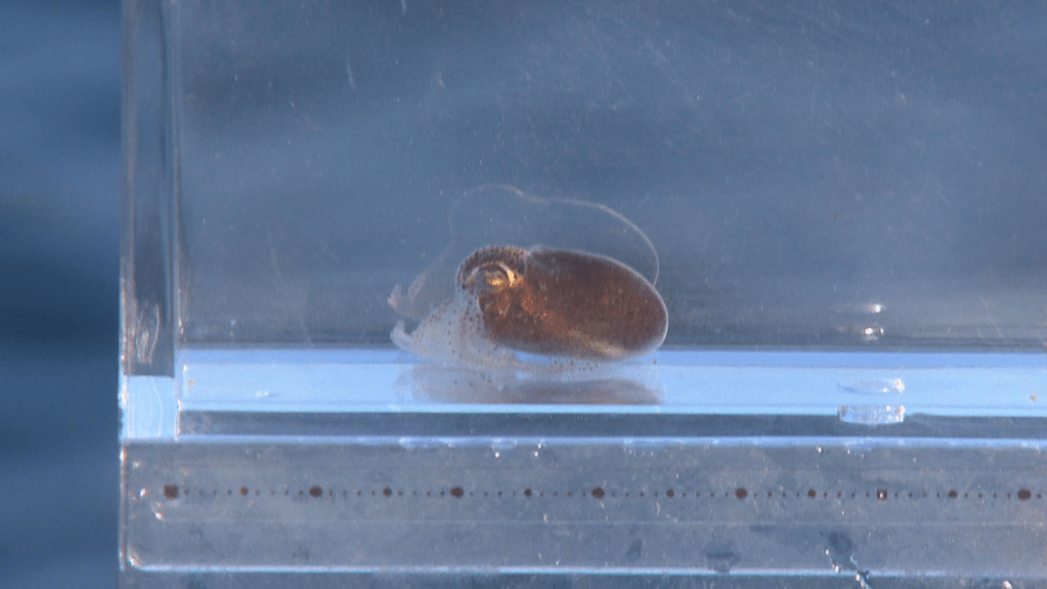 山崎アナも胸キュン!ミミイカの可愛い仕草は必見!