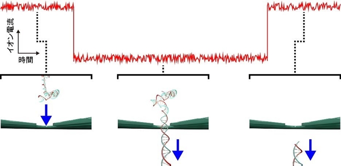 図2. ナノポアを用いたDNAの1分子検出。DNAが通過する前、ナノポアはイオンが流れやすい状態にあるため、高いイオン電流が測定される(左)。DNAがナノポアを通過する際は、その分子の体積分だけ空間が排斥されるため、イオンが流れにくい状態になり、イオン電流は減少する(中央)。その後、DNAがナノポアを通過しきると、ナノポアはまたイオンの流れやすい状態になり、イオン電流も元の値に戻る(右)。