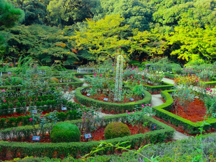 バラ園の様子(下段全体)