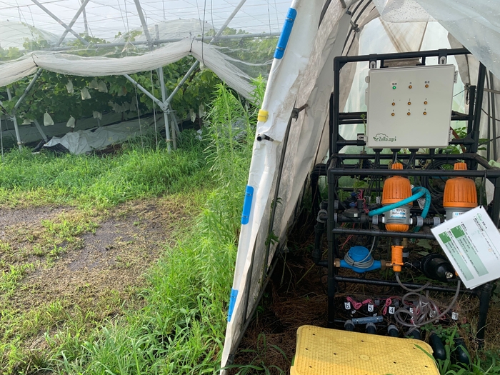 ブドウ圃場(栃木県農業試験場 果樹研究室)