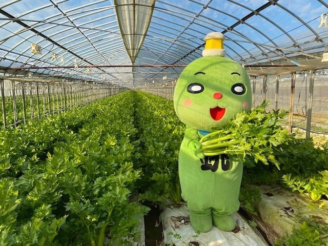 セロリ畑 収穫体験できます