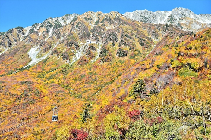 10月上中旬に見頃を迎えるタンボ平と立山ロープウェイ