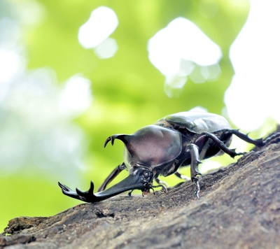 運がよければ飛んでいるカブトムシを見ることも!