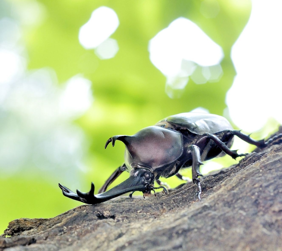 運がよければ飛んでいるカブトムシを見ることも!