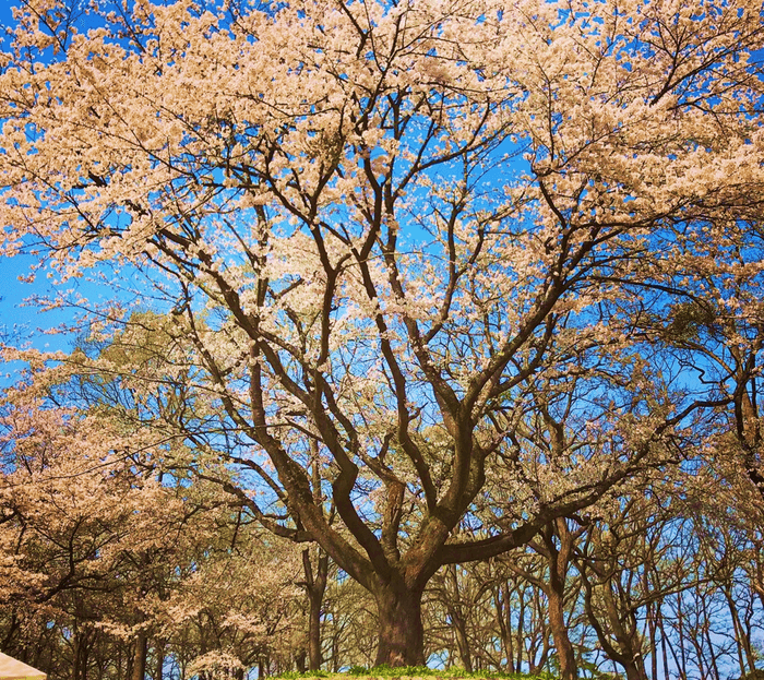 混雑のない「森のお花見」