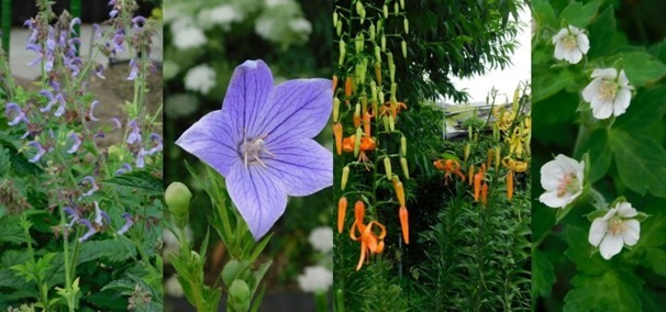 近畿大学薬学部薬用植物園が八尾市生涯学習センターと共催　地域住民を対象に、薬用植物に関する講演会と見学会を実施