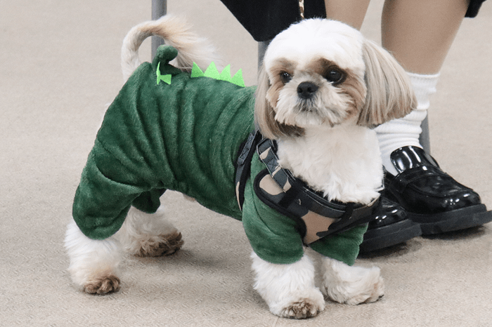 シーズーの「マロン」