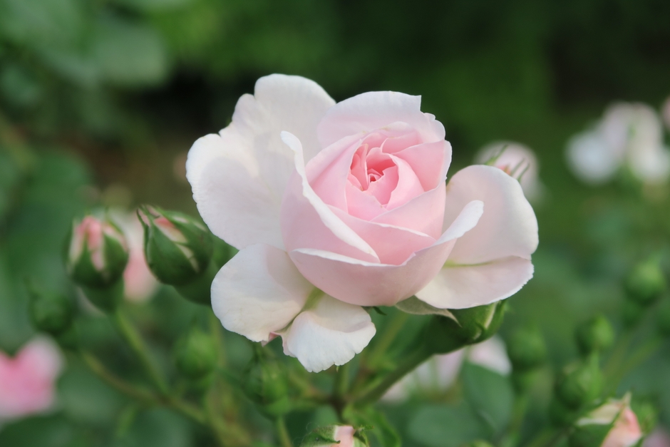 「シンデレラ」