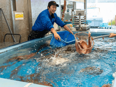 なんと水槽から真鯛をすくう!福引会
