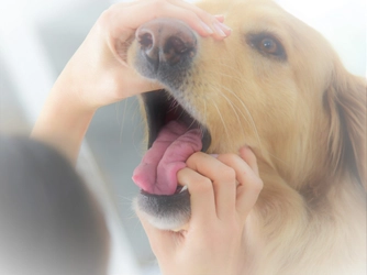 愛犬を守る！愛犬の歯を守れるのは飼い主だけです！