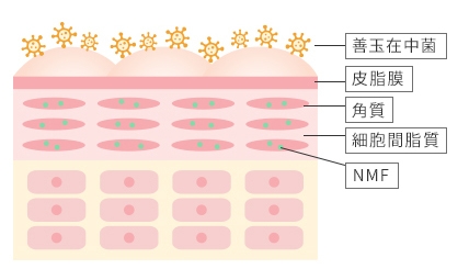 8-常在菌説明図