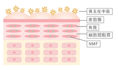 8-常在菌説明図