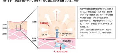 成長因子「IGF-1」（*1）が、表皮幹細胞（*2）を活性化させることを確認　 IGF-1の増加を促す独自成分「ナノボスウェリン酸」を新開発