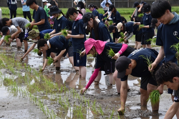 丁寧に苗を植える学生ら